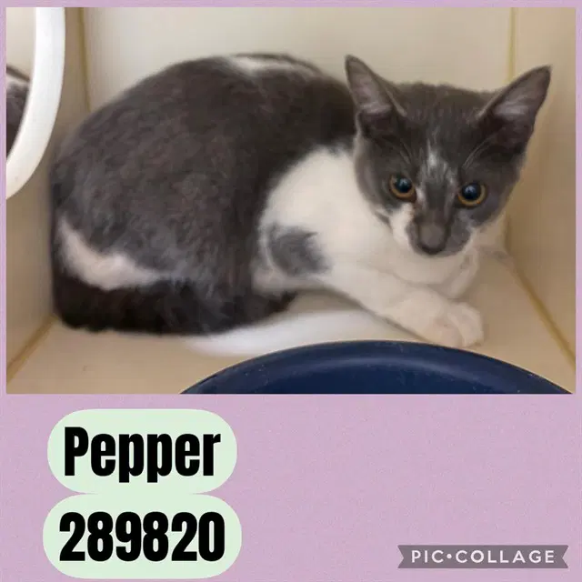 Pepper - Domestic Short Hair