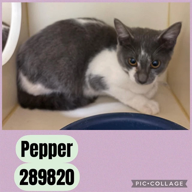 Pepper