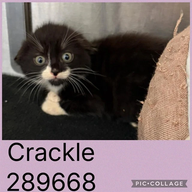 Crackle