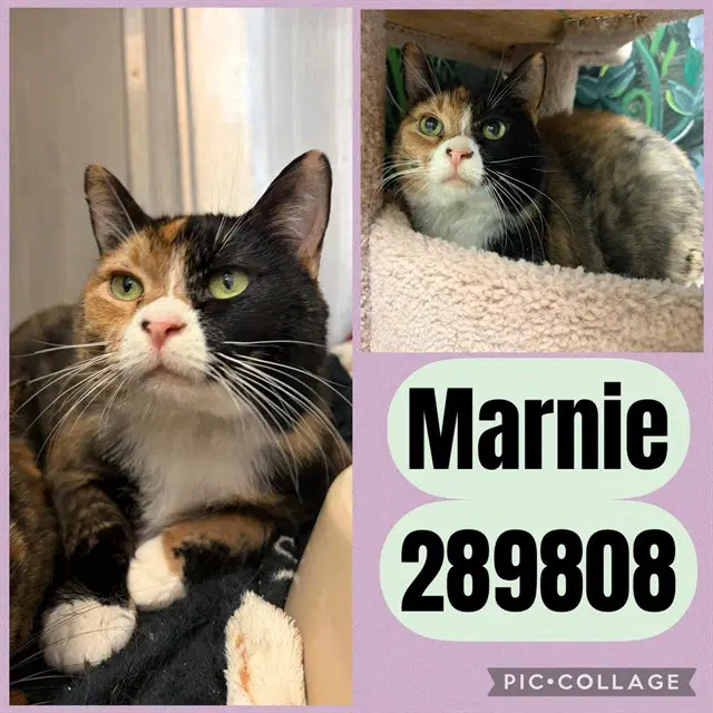 Marnie - Domestic Long Hair