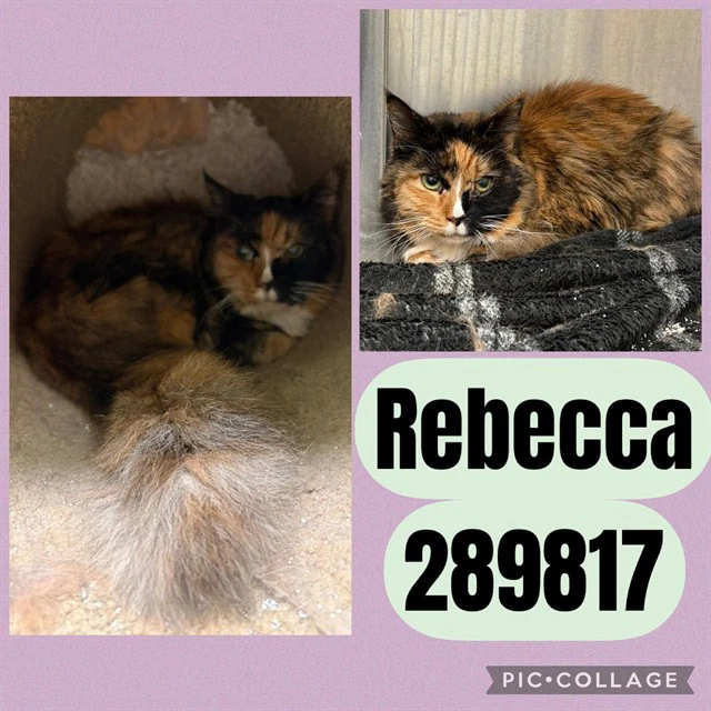 Rebecca