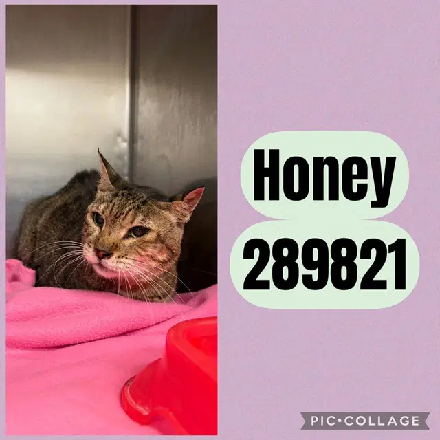 Honey - Domestic Short Hair