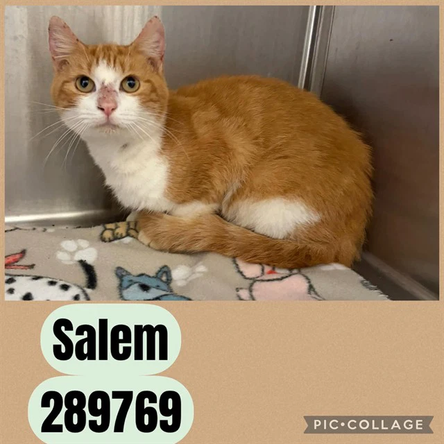 Salem