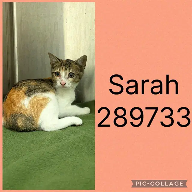 Sarah - Domestic Short Hair