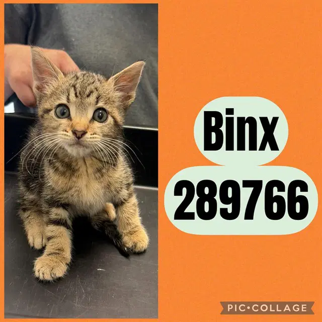 Binx - Domestic Short Hair