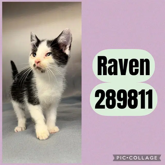 Raven - Domestic Short Hair