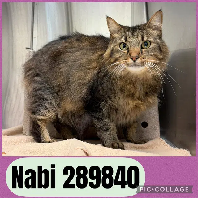 Nabi - Domestic Long Hair