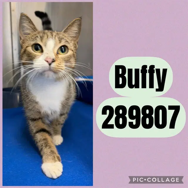 Buffy - Domestic Short Hair