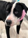 adoptable Dog in lufkin, TX named ANNIE