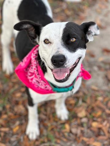 adoptable Dog in Lufkin, TX named LAUREL