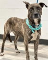 adoptable Dog in Lufkin, TX named JOJO