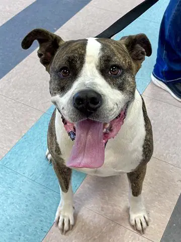 Toby - American Bulldog