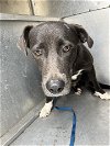 adoptable Dog in lufkin, TX named BELLA
