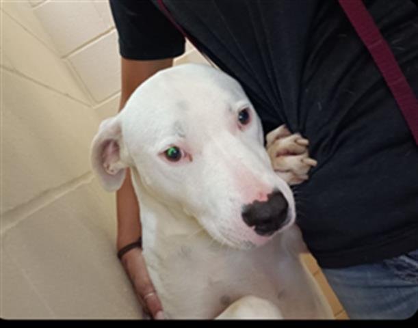 adoptable Dog in Lufkin, TX named BLANCO