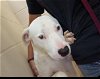 adoptable Dog in lufkin, TX named BLANCO