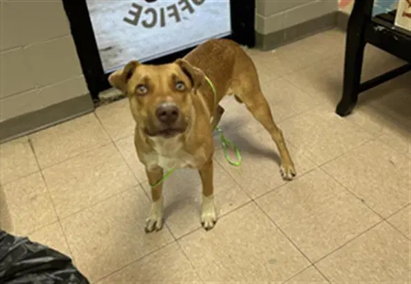 Toddy - Black Mouth Cur