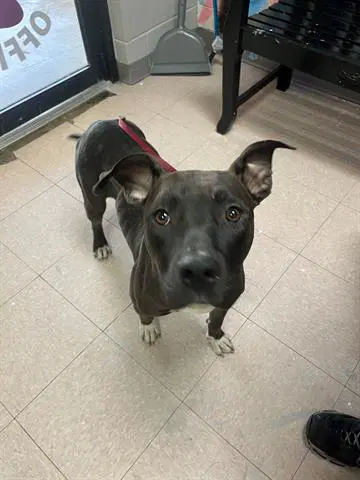 Gypsy - American Bulldog