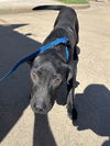 adoptable Dog in Lufkin, TX named LOU