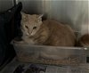 adoptable Cat in lufkin, TX named GARY