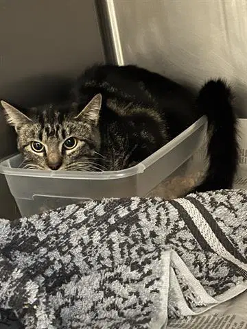 Queenie - Domestic Short Hair