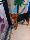 adoptable Dog in lufkin, TX named WILLOW