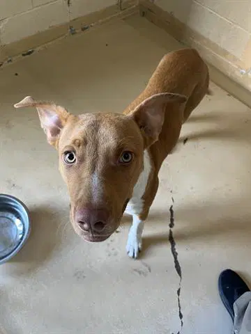 Buster - Basenji