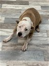 adoptable Dog in lufkin, TX named TULIP