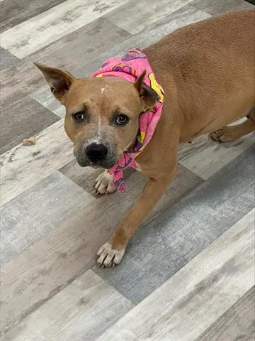 Sunshine - Pit Bull Terrier