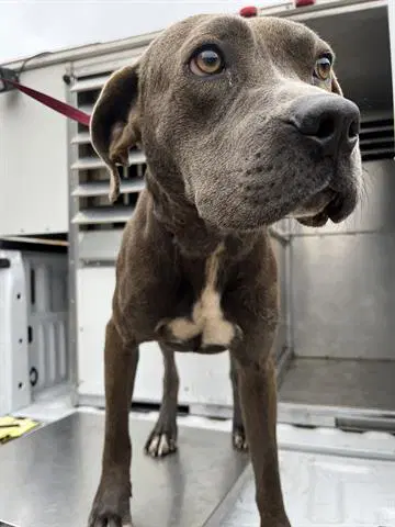 Davis - American Pit Bull Terrier