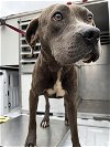 adoptable Dog in lufkin, TX named DAVIS