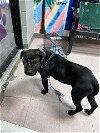 adoptable Dog in lufkin, TX named BUCK