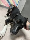adoptable Dog in lufkin, TX named GOLDEN CORRAL