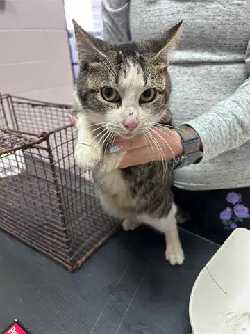 Purdy - Domestic Short Hair