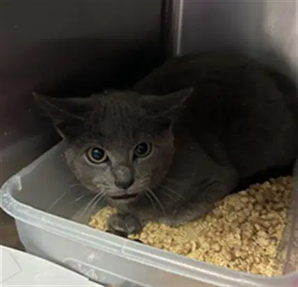 Cory - Domestic Short Hair