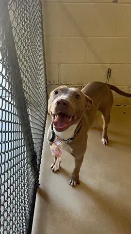 Sadie - Pit Bull Terrier
