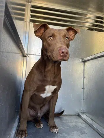 Unknown - Labrador Retriever