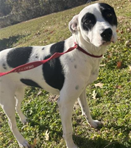 adoptable Dog in Lufkin, TX named STELLA