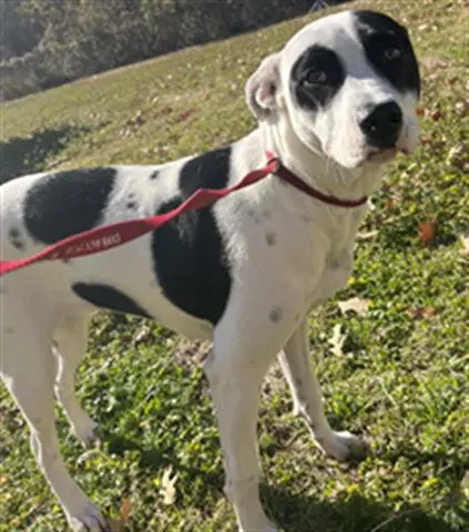 Stella - Border Collie