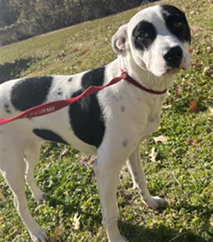 Stella