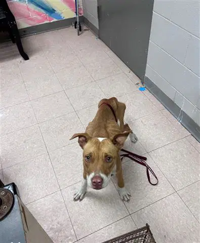 Sammy - Pit Bull Terrier
