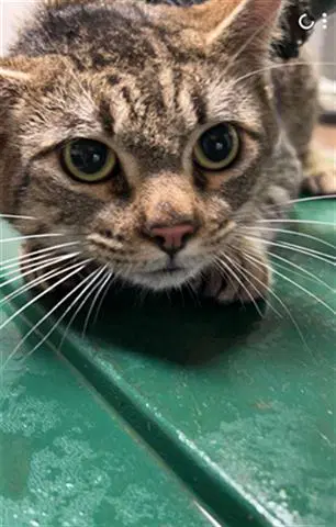 Bolt - Domestic Short Hair