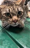 adoptable Cat in lufkin, TX named BOLT