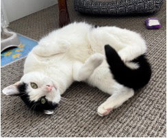 JOHNNY - Domestic Short Hair available for adoption