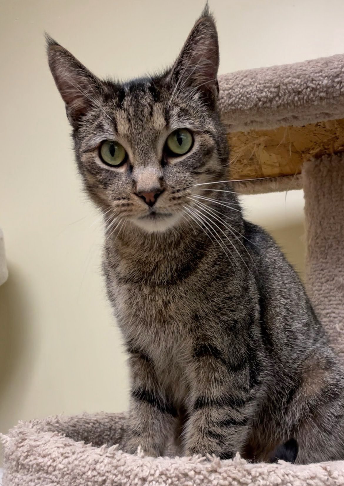 adoptable Cat in Mission Viejo, CA named Dillon