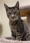 adoptable Cat in mission viejo, ca, CA named Dillon
