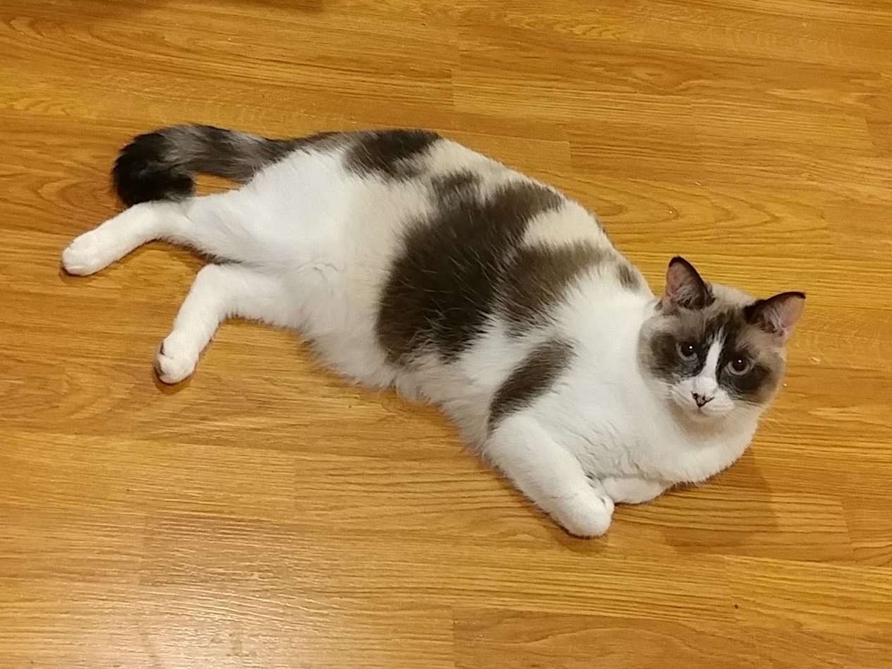 adoptable Cat in Mission Viejo, CA named Cremini