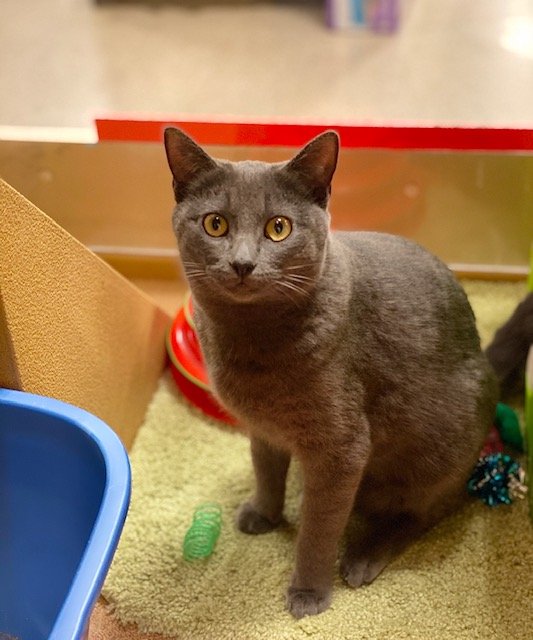 adoptable Cat in Mission Viejo, CA named Waylon