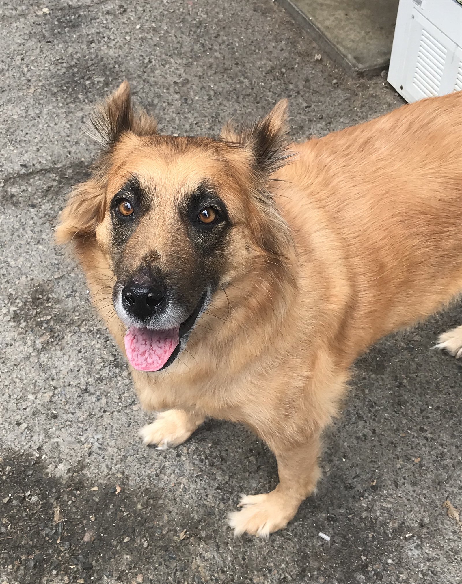 adoptable Dog in Mission Viejo, CA named Shenandoah