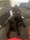 adoptable Cat in mission viejo, ca, CA named Calian
