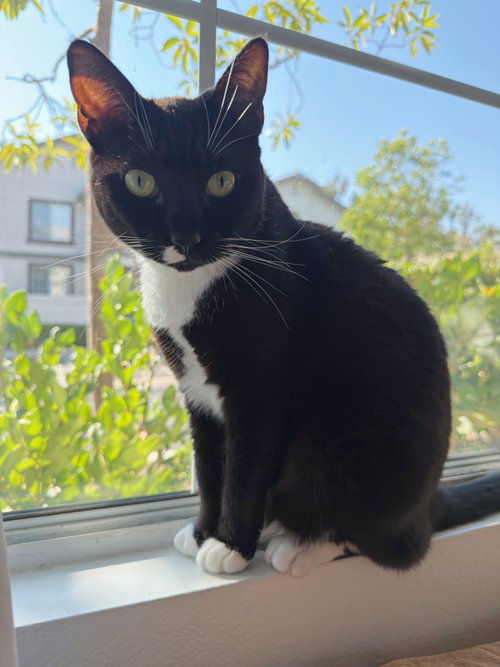 Lilly, a cat for adoption from Compassionate Animal Rescue for Medical Aid